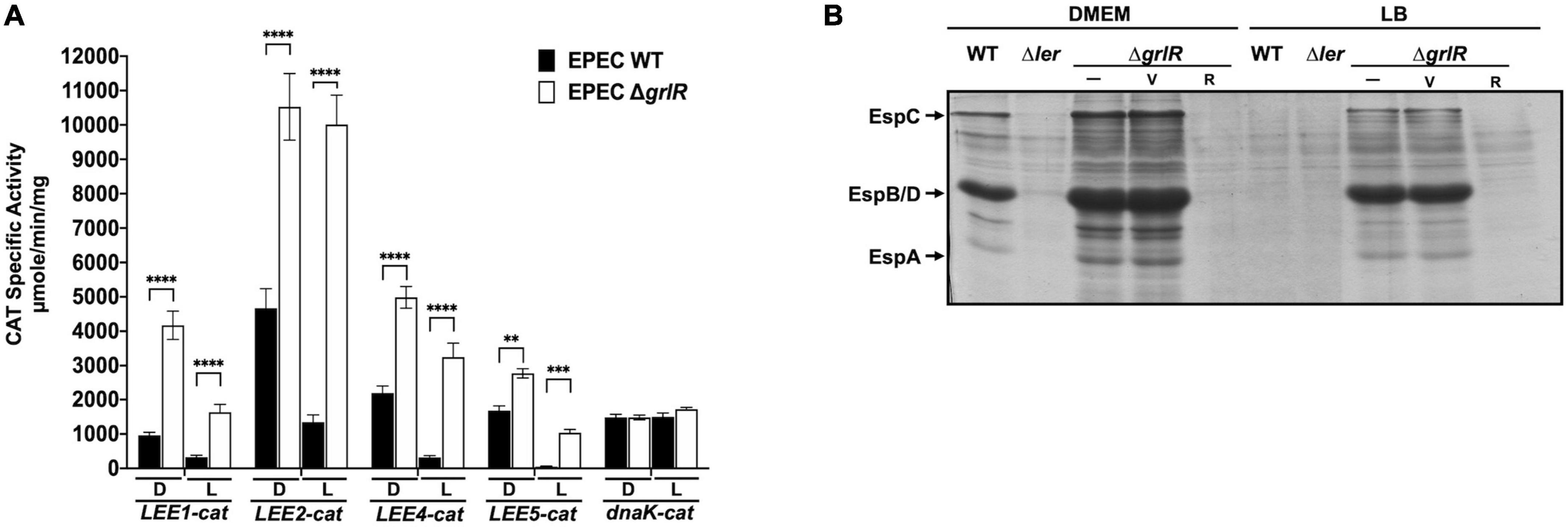 GrlR, a negative regulator in enteropathogenic E. coli, also represses the expression of LEE virulence genes independently of its interaction with its cognate partner GrlA